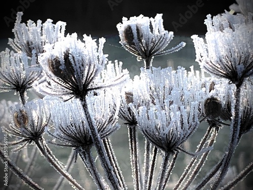 eiskristalle winter pflanzen