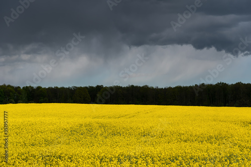 Beautiful canola field.