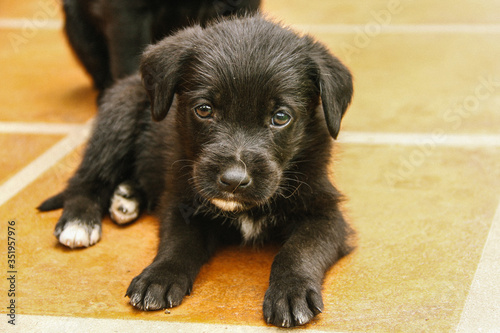 black little puppy
