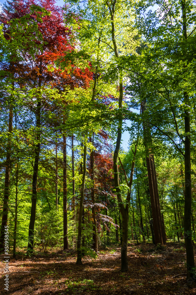 Fototapeta premium Forest scene with green and red beech trees 