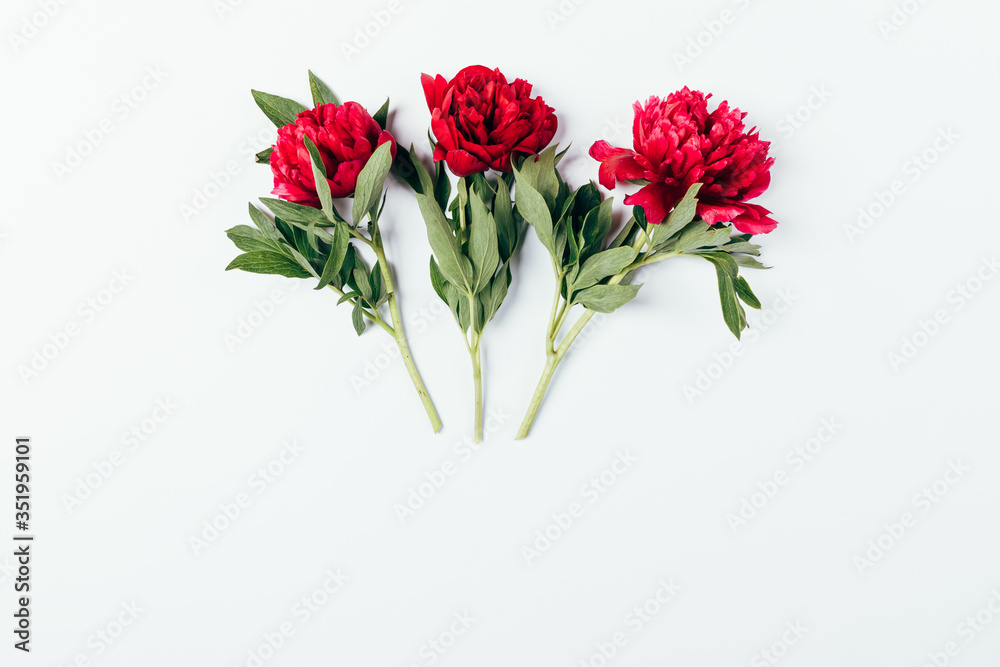 Three blooming pink peony flowers with green leaves on white background
