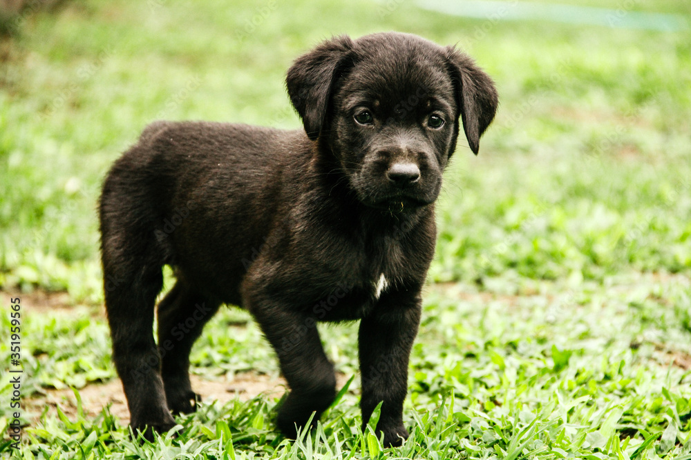 black little puppy black little puppy