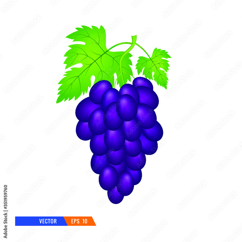 Obraz premium Vector Illustration of Dark blue grape with leaves isolated on a white background