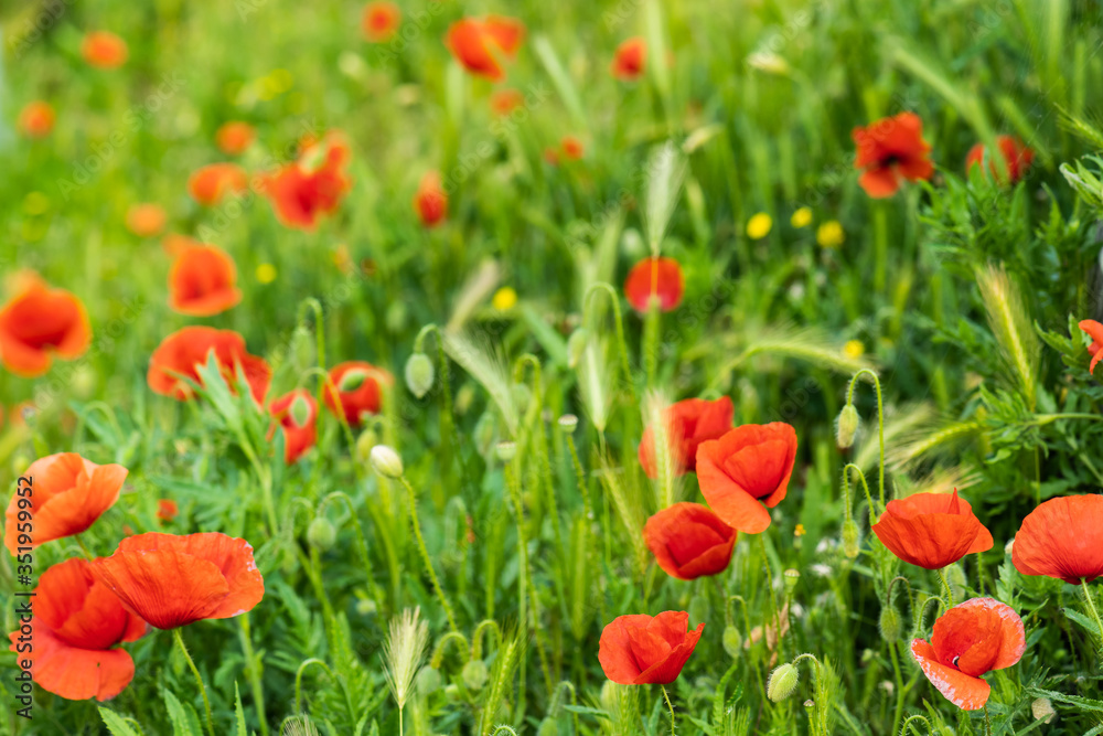 poppies are happy to wave in the wind in thenitalian countryside poppies are happy to wave in the wind in thenitalian countryside