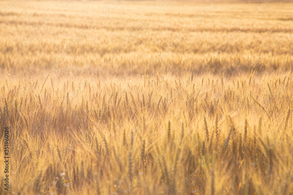 Campo de cereales al amanecer con luz dorada