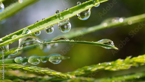 Green grass with raindrops, summer outdoors. 