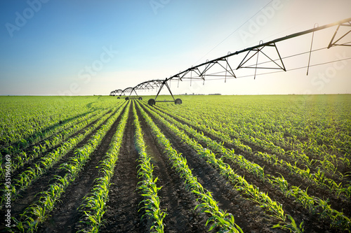 Green young corn field in spring with irrigation system for water supply, sunset