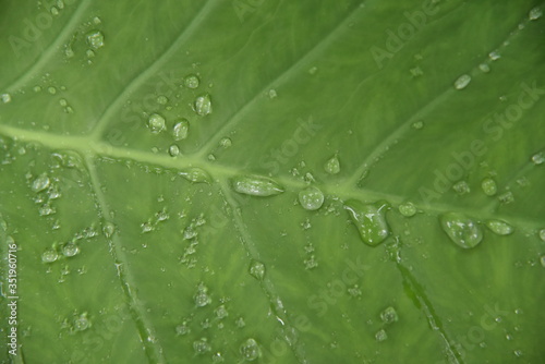 Green leaf having rain drops after a heavy rain