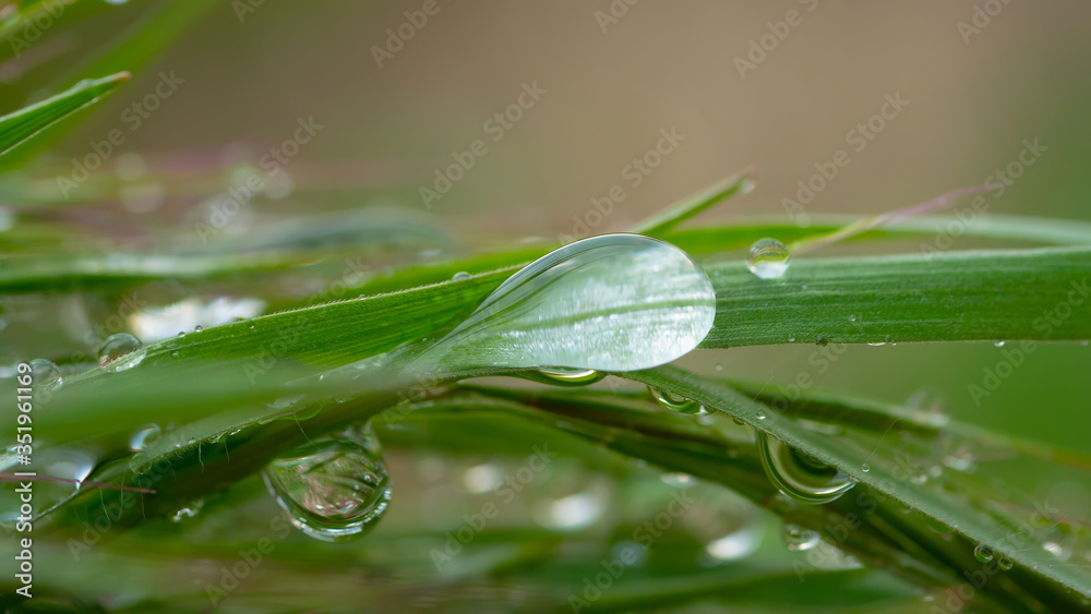 Green grass with drops of dew and rain 