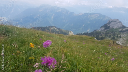 flower in mountains