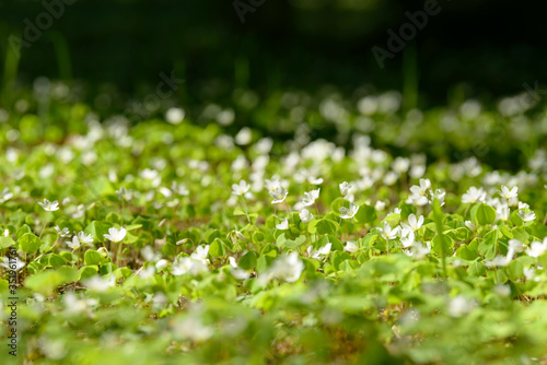 Fototapeta Naklejka Na Ścianę i Meble -  Oxalis articulata or acetosella. Medicinal wild blossoming wood sorrel herb. Grass with white, pink or yellow flowers growing in the forest or glade. Healthy plant used as food and drink ingredient.