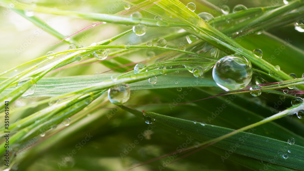 Green grass in nature with raindrops Green grass in nature with raindrops