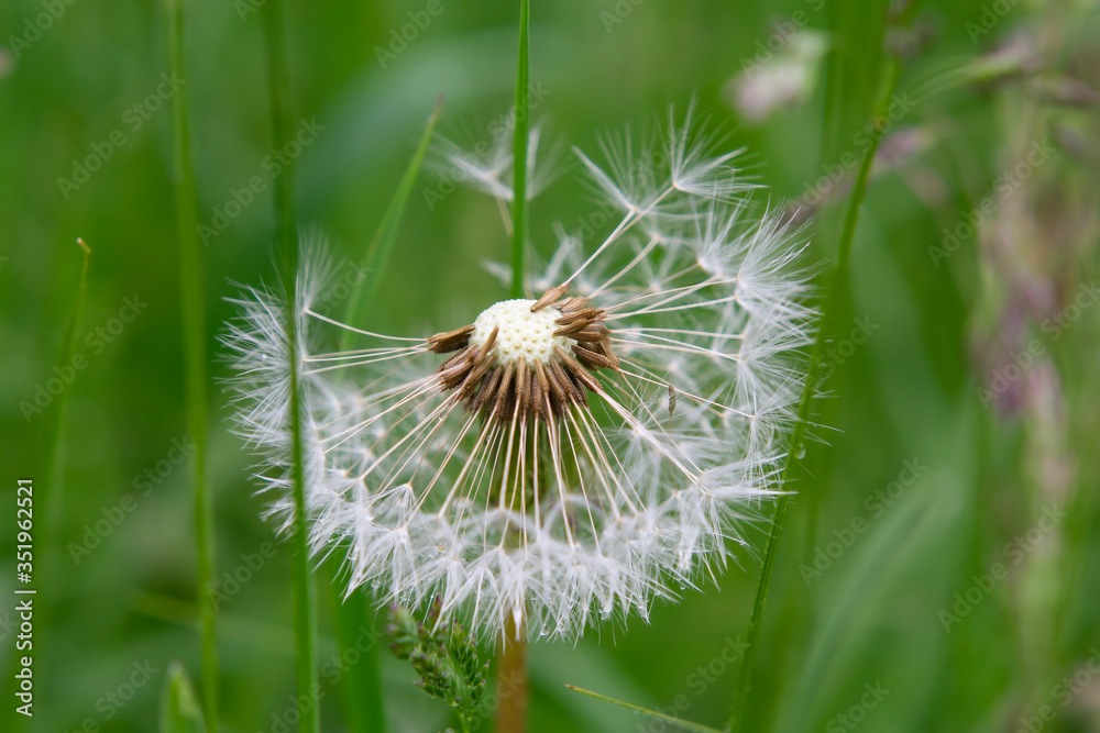Dandelion seeds close-up on a natural background