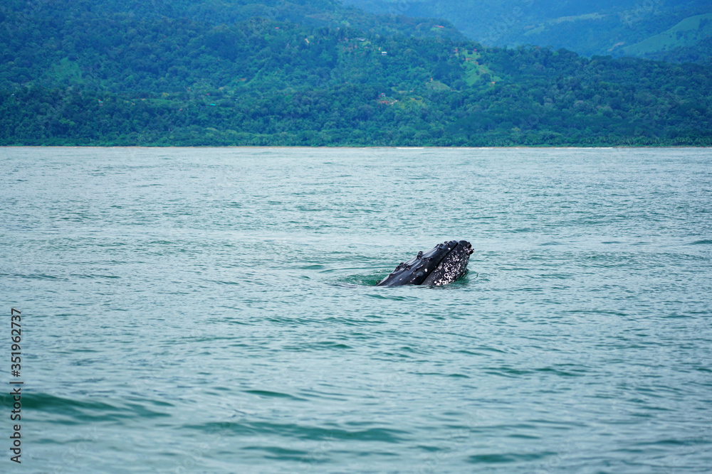 Fototapeta premium Group of humpback whale mouth in Costa Rica