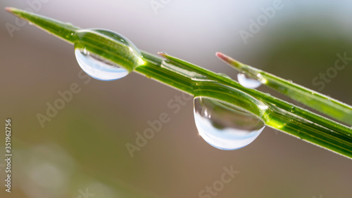 Green grass in nature with raindrops