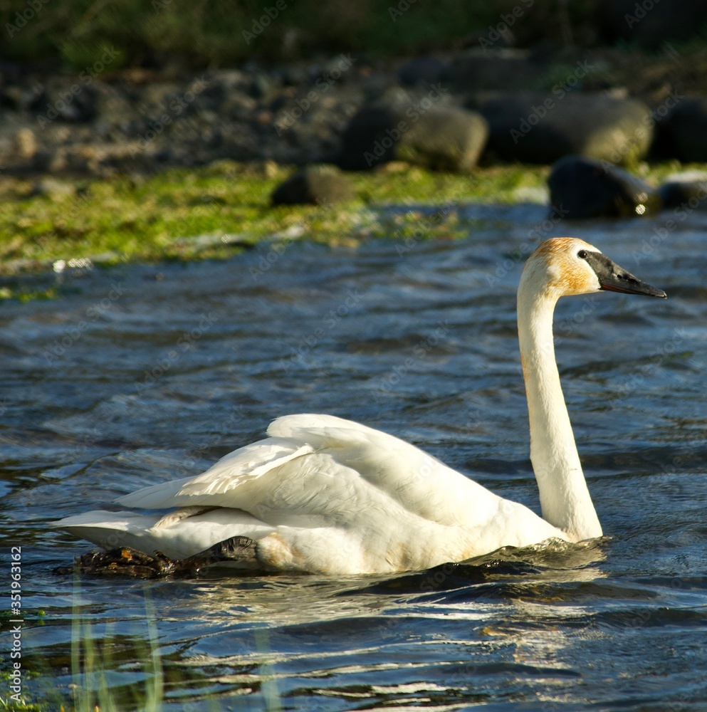 mute swan cygnus olor mute swan cygnus olor