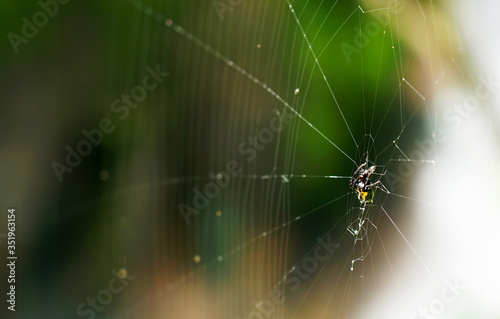 Beautiful spider hanging on his web