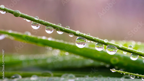 Raindrops on the grass. Nature
