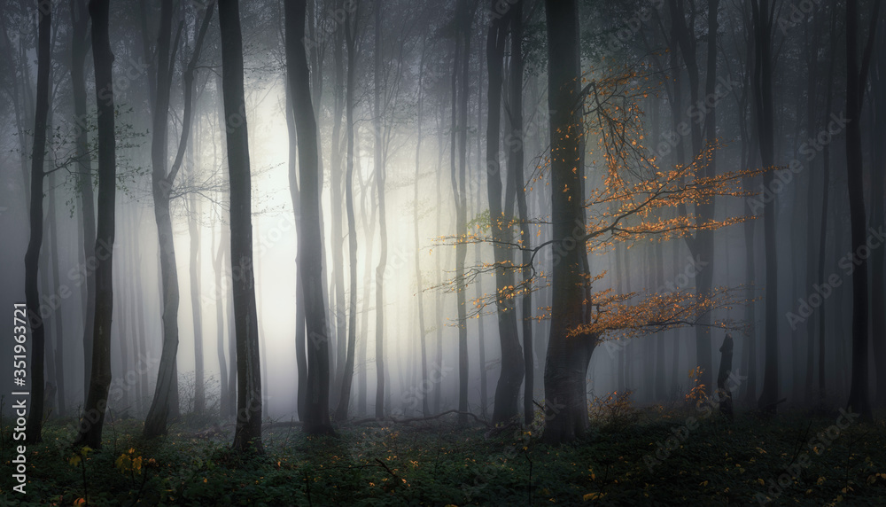 Fototapeta premium Autumn foggy forest
