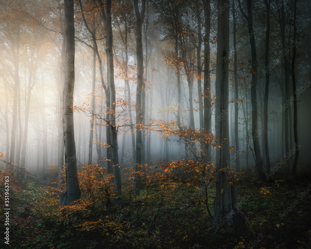 Autumn foggy forest