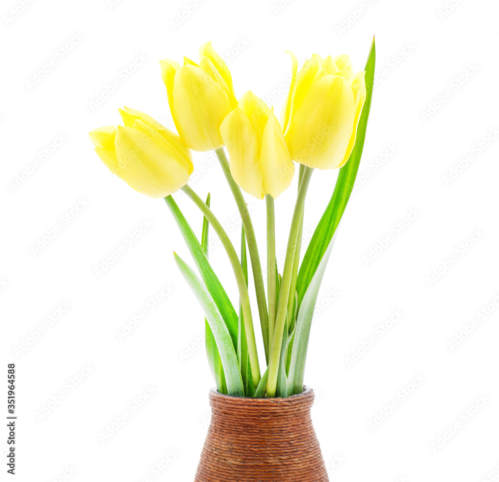 Fototapeta premium Beautiful yellow tulips in weight.