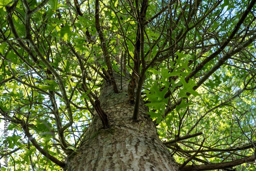 Fototapeta premium tree in the forest