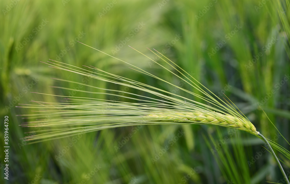Close-up of a green immature ear of barley, in front of a grain field as a background Close-up of a green immature ear of barley, in front of a grain field as a background