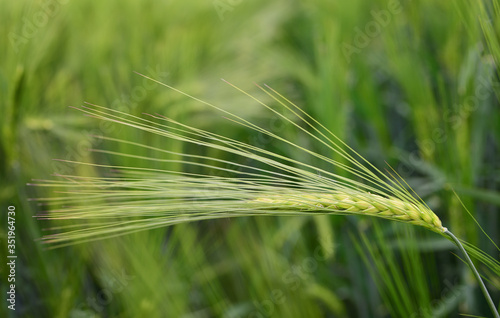 Close-up of a green immature ear of barley, in front of a grain field as a background