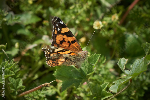 Painted Lady Butterfly on Green leaf. Side top view and frontal view.