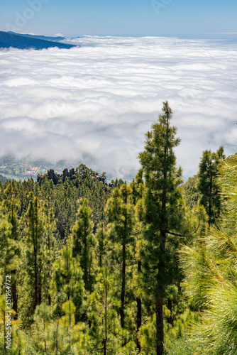 Kiefernwälder über den Wolken auf der Kanaren-Insel Teneriffa