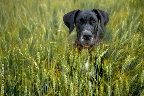 A dog in the middle of a wheat field