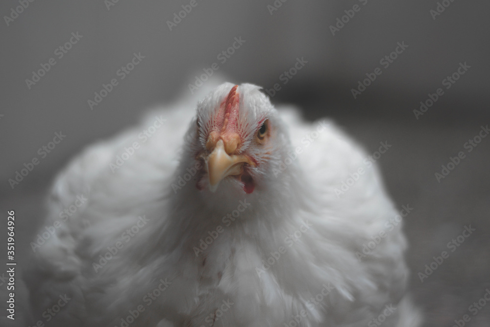 Naklejka premium White hen