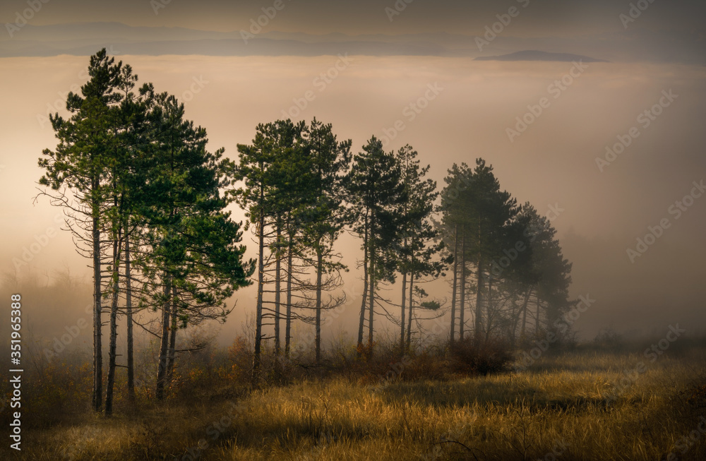 Light and fog in the forest