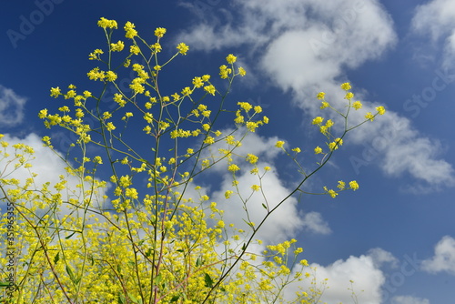 Mustard plant, Jersey, U.K. Yellow Summer wildflowers with fair weather skies.