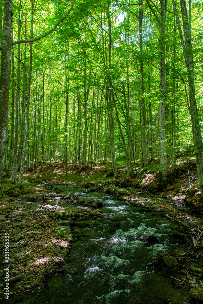 a stream through the green forest
