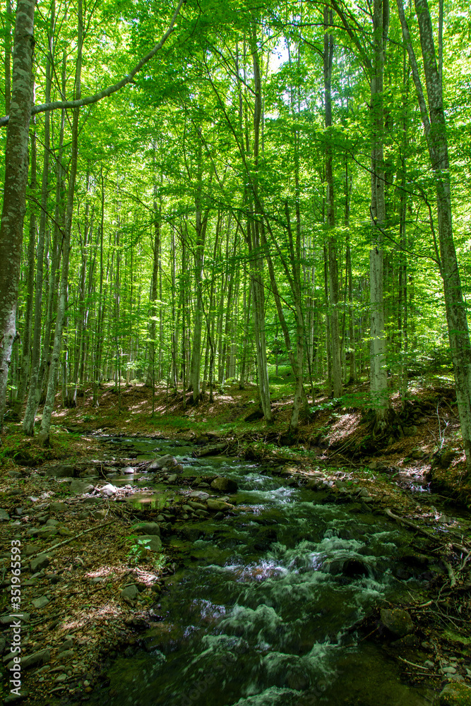 a stream through the green forest