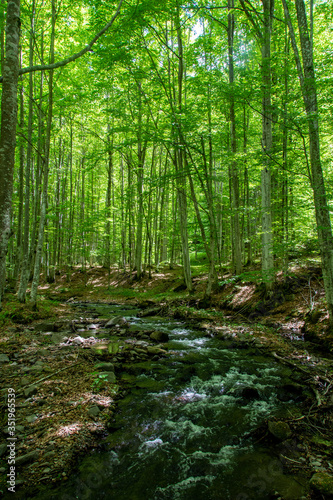 Fototapeta Naklejka Na Ścianę i Meble -  a stream through the green forest