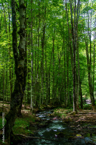 Wallpaper Mural a stream through the green forest Torontodigital.ca