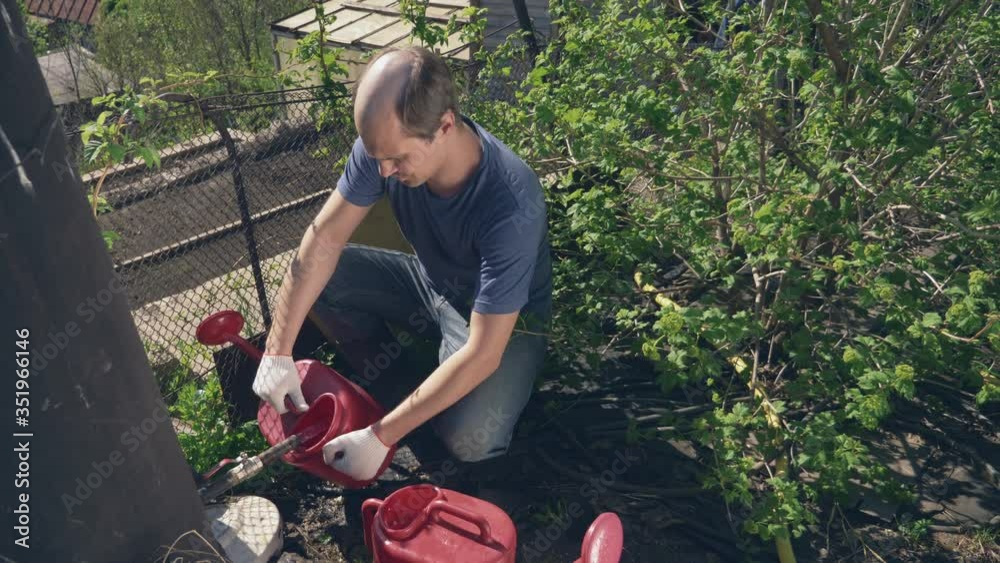 bald man pours water into a watering can from a barrel in the garden
