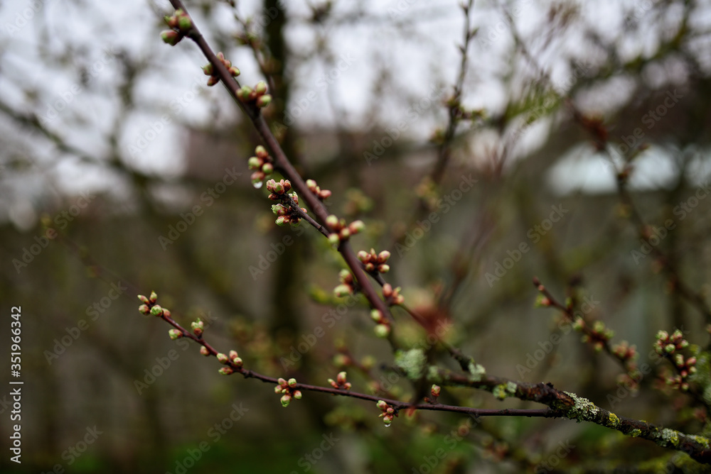 Little green buds on trees in spring blooming garden Little green buds on trees in spring blooming garden