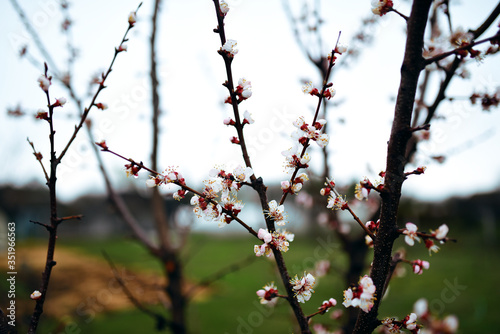 A beautiful blooming apricot tree in spring garden
