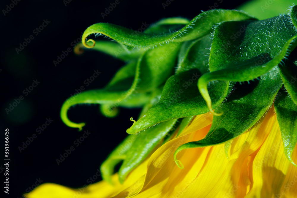 Yellow sunflower on black background, horizontal view, cropped shot. Colorful flower, close up shot. Abstract botanical backdrop. Details of Sunflower. Yellow sunflower on black background, horizontal view, cropped shot. Colorful flower, close up shot. Abstract botanical backdrop. Details of Sunflower.
