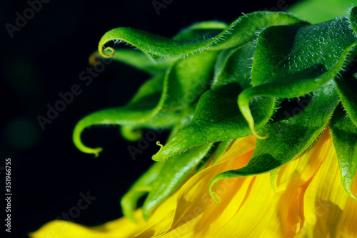 Yellow sunflower on black background, horizontal view, cropped shot. Colorful flower, close up shot. Abstract botanical backdrop. Details of Sunflower.