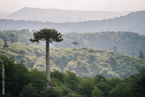 Araucaria in the forest photo