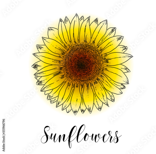 Vector illustration, Blooming sunflowers