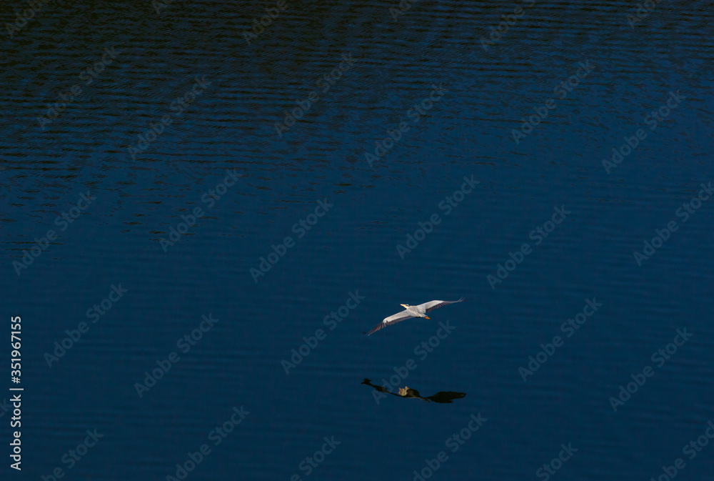 gray heron flies over the Dniester river gray heron flies over the Dniester river