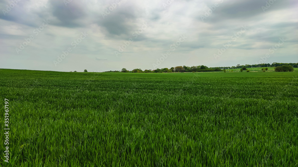 Agriculture field landscape in the spring season