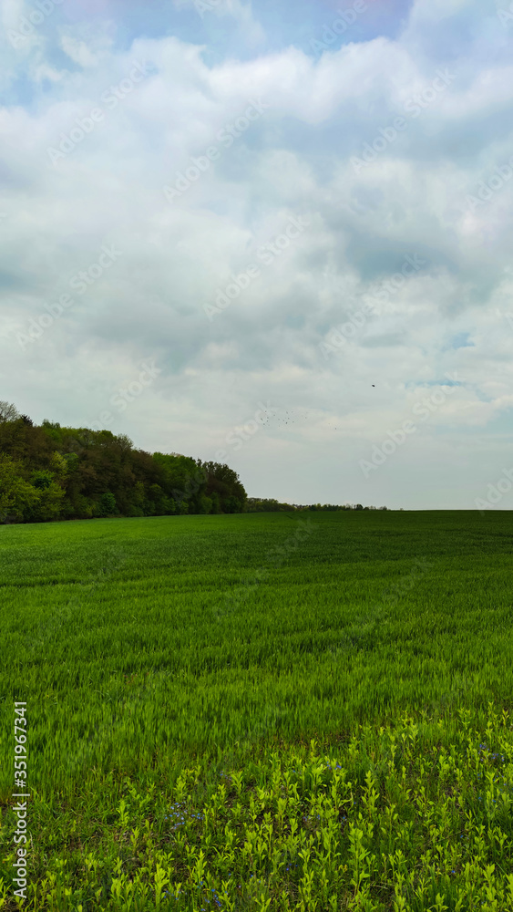 Obraz premium Agriculture field landscape in the spring season