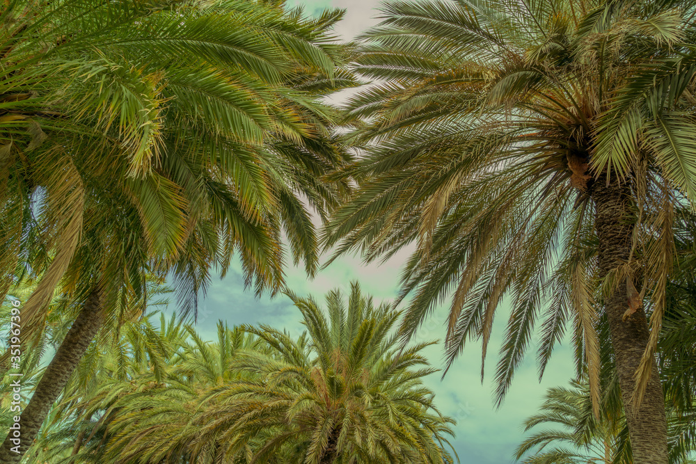 Baumkronen von Palmen im Retro-Look