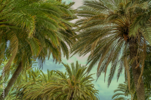 Baumkronen von Palmen im Retro-Look